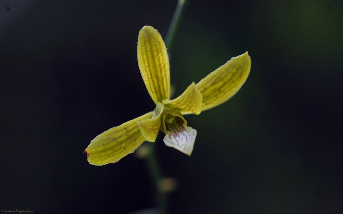 Eulophia epidendraea (J.Koenig ex Retz.) C.E.C.Fisch.